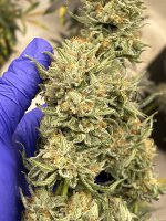 98E25BF8-B369-4FEC-B215-072AE7159ED8.jpeg 98E25BF8-B369-4FEC-B215-072AE7159ED8.jpeg