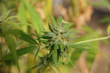 IMG_3529.JPG IMG_3529.JPG