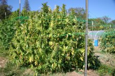 IMG_3531.JPG IMG_3531.JPG