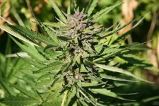 IMG_3533.JPG IMG_3533.JPG