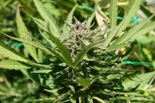 IMG_3537.JPG IMG_3537.JPG