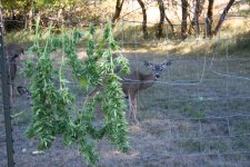 IMG_3540.JPG IMG_3540.JPG