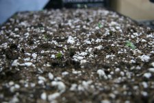 IMG_3541.JPG IMG_3541.JPG