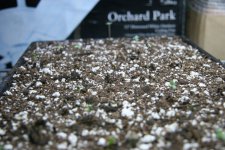 IMG_3547.JPG IMG_3547.JPG