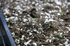 IMG_3546.JPG IMG_3546.JPG