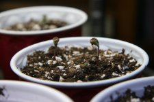 IMG_3543.JPG IMG_3543.JPG