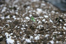 IMG_3542.JPG IMG_3542.JPG