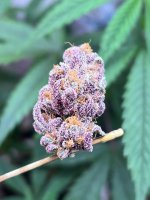 49A79552-07C1-4F97-9EC2-1710644B711F.jpeg 49A79552-07C1-4F97-9EC2-1710644B711F.jpeg