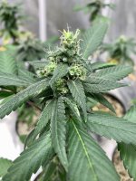 9BC3632A-1165-4DA0-8CA1-1A886054AD39.jpg 9BC3632A-1165-4DA0-8CA1-1A886054AD39.jpg