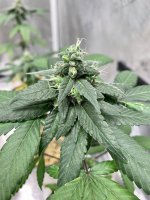 340B268D-7F50-48FE-A3BC-12998407BD26.jpg 340B268D-7F50-48FE-A3BC-12998407BD26.jpg