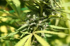 IMG_3550.JPG IMG_3550.JPG