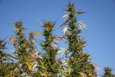 IMG_3556.JPG IMG_3556.JPG