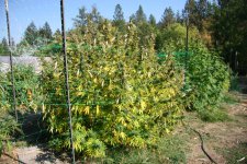 IMG_3554.JPG IMG_3554.JPG