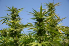 IMG_3559.JPG IMG_3559.JPG