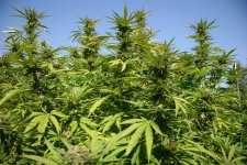 IMG_3558.JPG IMG_3558.JPG