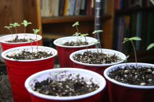 IMG_3561.JPG IMG_3561.JPG