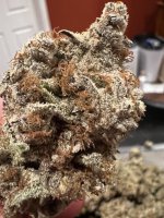 IMG_9111.JPG IMG_9111.JPG