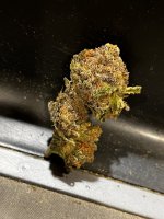 IMG_9126.JPG IMG_9126.JPG