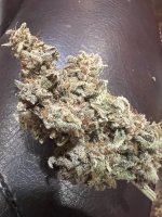 IMG_9194.JPG IMG_9194.JPG