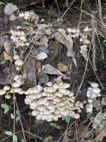 AA9B891C-9F31-4436-B741-C0D5185D4EEF.jpeg AA9B891C-9F31-4436-B741-C0D5185D4EEF.jpeg