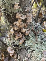 B9EE27D7-FEC1-4256-9D7E-2A4E08C64404.jpeg B9EE27D7-FEC1-4256-9D7E-2A4E08C64404.jpeg