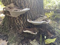 0810E15F-9A04-4F00-8565-8F8B874CA54F.jpeg 0810E15F-9A04-4F00-8565-8F8B874CA54F.jpeg