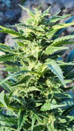 20221017_101859.jpg 20221017_101859.jpg