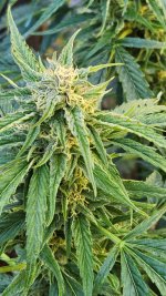 20221017_105142.jpg 20221017_105142.jpg