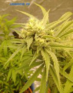 cstar 41f.jpg cstar 41f.jpg