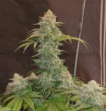 black albino - Va hg.jpg