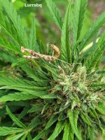 My Welcome Visitor.jpeg