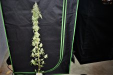 cordelia chase 1.JPG