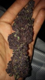 purple mexican1.jpg