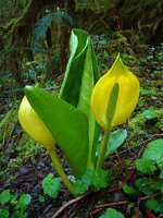 WesternSkunkCabbage.JPG
