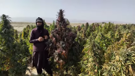 Screenshot 2022-10-14 at 12-48-11 Afghan red pomegranate strain.png