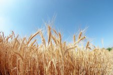 golden-wheat-stalks-g2-dan-yeger.jpg