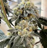 8D01E710-0E4C-41F3-B7A2-61E6F6FCC7A9.jpeg 8D01E710-0E4C-41F3-B7A2-61E6F6FCC7A9.jpeg