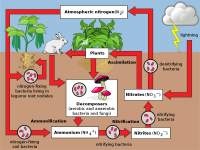 1280px-Nitrogen_Cycle_2.svg.png