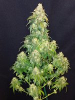 Candy Mints11.14.jpg Candy Mints11.14.jpg