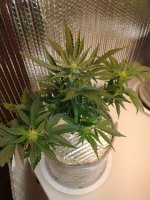 IMG_20221116_182405358.jpg