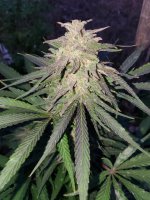 20221117_163233.jpg 20221117_163233.jpg