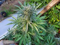 20221117_090916.jpg 20221117_090916.jpg