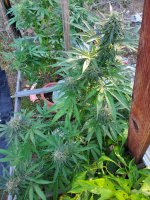 20221117_090832.jpg 20221117_090832.jpg