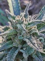 20221117_090818.jpg 20221117_090818.jpg