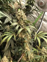 IMG_5615.JPG IMG_5615.JPG