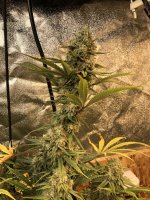 IMG_5614.JPG IMG_5614.JPG