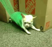 wrap-derp.gif