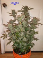 cstar 66f 1.jpg