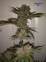 cstar 66f 2.jpg