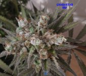 cstar 66f 3.jpg